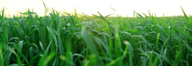 Beyaz arkaplanda yeşil çimen izole