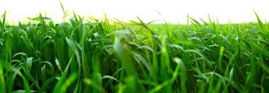 Beyaz arkaplanda yeşil çimen izole