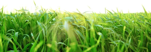 Grünes Gras isoliert auf weißem Hintergrund — Stockfoto