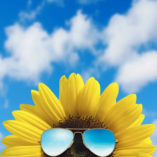 Ayçiçeği karşı mavi gökyüzü güneş gözlüğü takıyor.