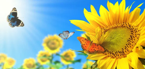 Mavi gökyüzü ve güzel güneş ile ayçiçeği / ayçiçeği