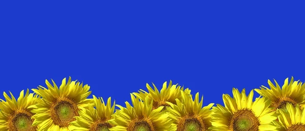 Zonnebloemen op een blauwe achtergrond. — Stockfoto