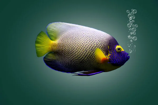 멀티 컬러 바다 작은 물고기 — 스톡 사진