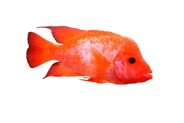 Multi colored sea small fish — Stock Photo, Image