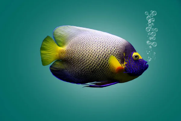 Multi colored sea small fish — Stock Photo, Image