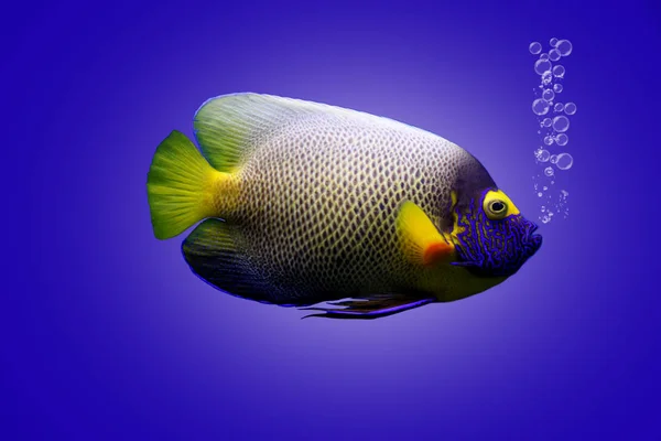 Multi colored sea small fish — Stock Photo, Image