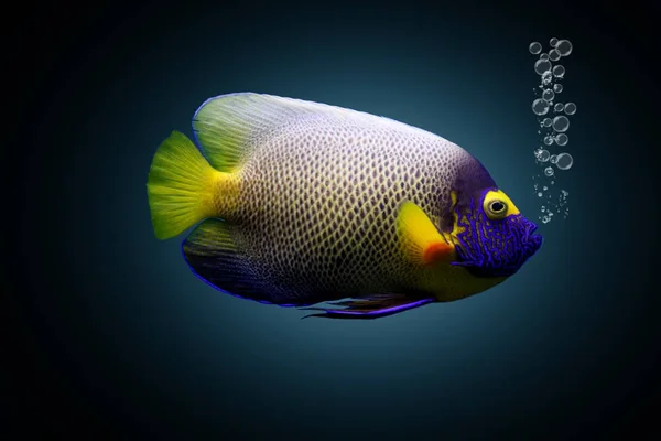 Multi gekleurde kleine vis van de zee — Stockfoto