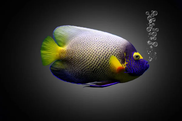 Multi colored sea small fish — Stock Photo, Image