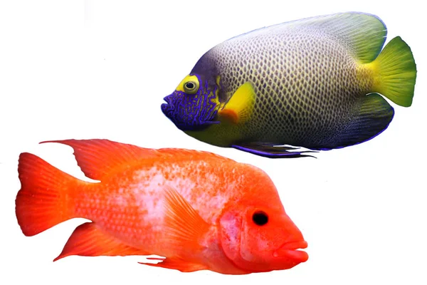 Multi colored sea small fish — Stock Photo, Image