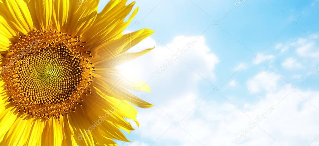 sunflower with blue sky and beautiful sun / sunflower