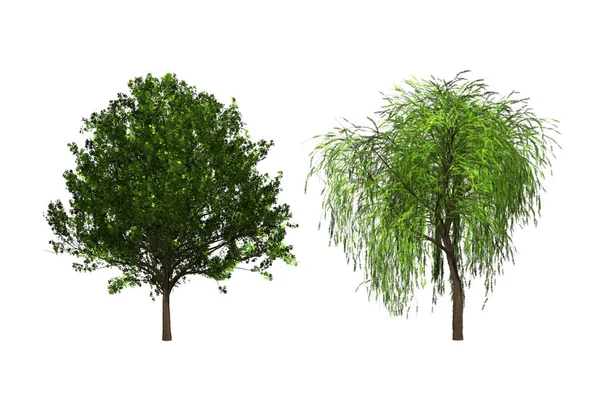 Deux arbres verts sur fond blanc. Illustration 3D — Photo