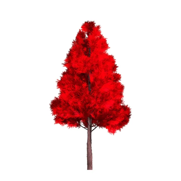 Красивое красное дерево на белом фоне . — стоковое фото