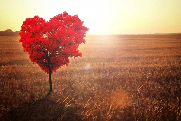 Roter herzförmiger Baum auf dem Feld vor dem Hintergrund des Niedergangs. — Stockfoto