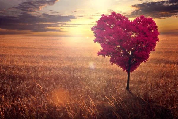 Albero rosso a forma di cuore nel campo sullo sfondo di un declino . — Foto Stock