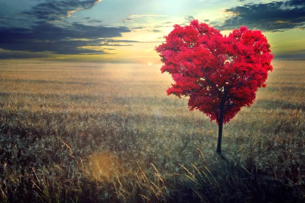 Albero rosso a forma di cuore nel campo sullo sfondo di un declino . — Foto Stock