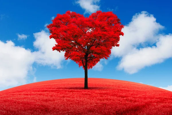 Albero rosso a forma di cuore nel campo sullo sfondo di un declino . — Foto Stock