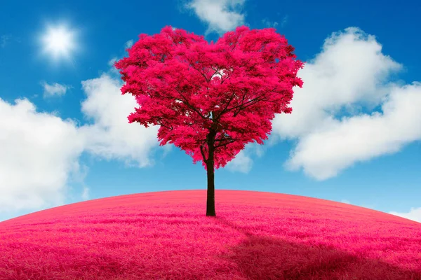 Árvore vermelha em forma de coração no campo contra o pano de fundo de um declínio . — Fotografia de Stock