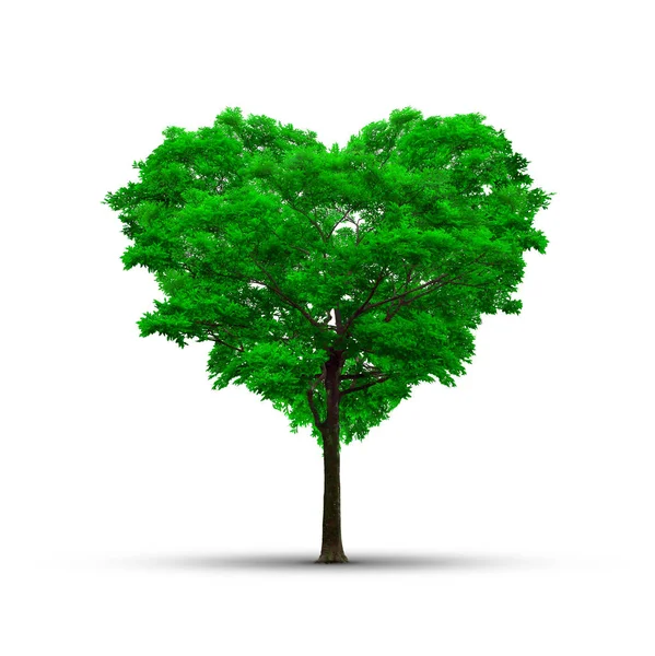 Árbol de forma de corazón sobre un fondo blanco - Concepto de amor y naturaleza . — Foto de Stock