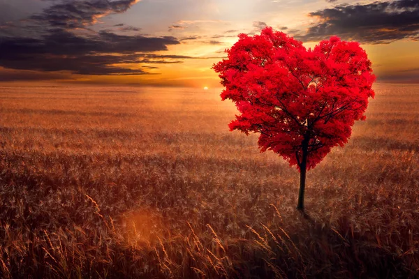 Red heart-shaped tree in the field against the background of a decline. — Stock Photo, Image