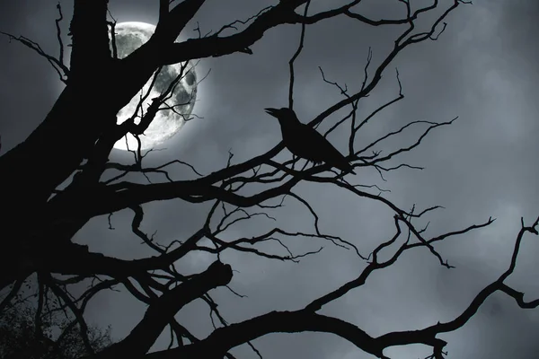 Хеллоуїн. Гілки дерев на фоні Місяця . — стокове фото