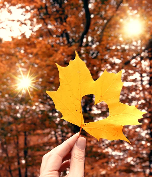 Autumn leaf in hands in the form of heart. — Stock Photo, Image
