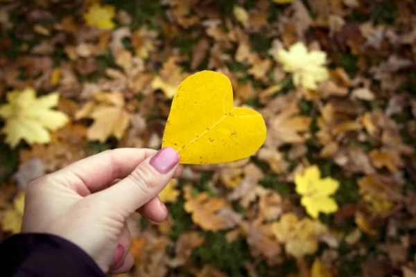 Hoja de otoño en las manos en forma de corazón . — Foto de Stock