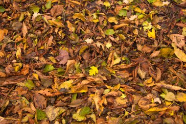 Sonbahar yaprakları. Sonbahar. Sonbahar yaprakları. 