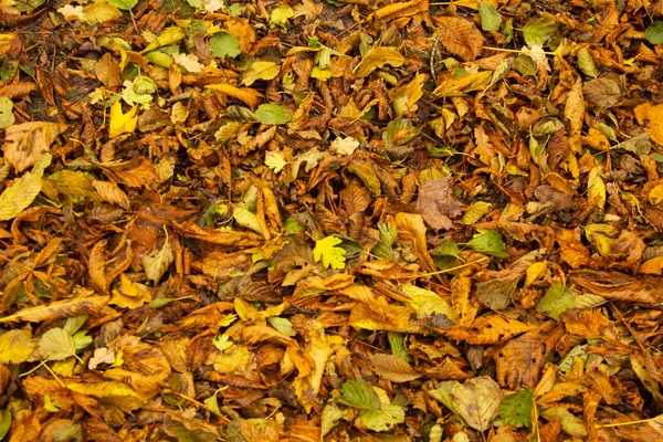 Høsten går, Fallon. Søyleblad . – stockfoto