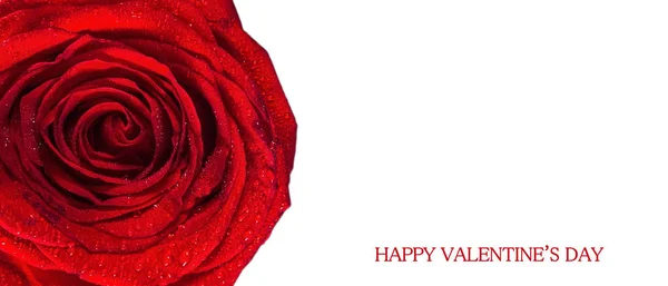 Valentine Day Rozen — Stockfoto