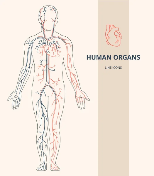 Anatomia do corpo humano infográfico da estrutura dos órgãos humanos . — Vetor de Stock