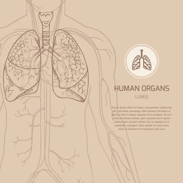 Plantilla de banner médico con lugar para texto con ilustración del cuerpo humano en vector e icono lineal de órganos internos humanos . — Archivo Imágenes Vectoriales