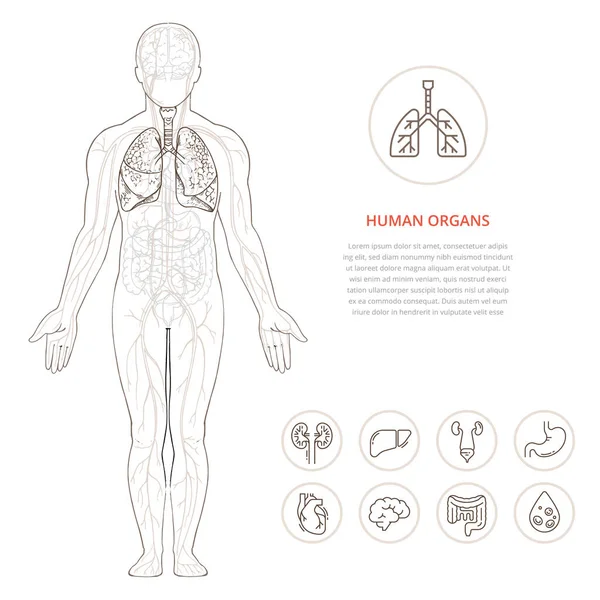 İnsan vücudu anatomisi insan organlarının yapısı hakkında bilgi verir.. — Stok Vektör