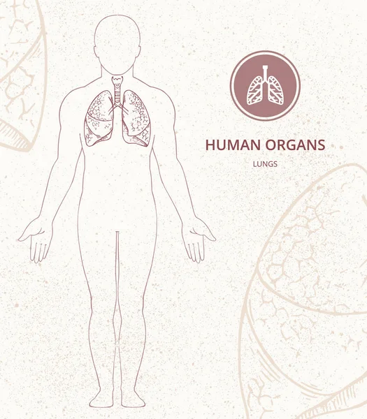 Plantilla de banner médico con lugar para el texto con la ilustración del vector del cuerpo humano . — Archivo Imágenes Vectoriales