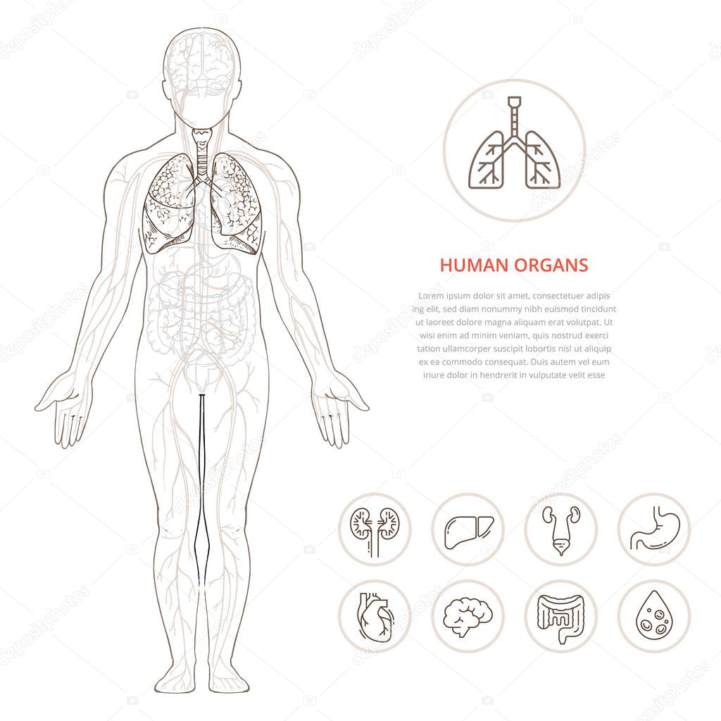 Human body anatomy infographic of the structure of human organs.