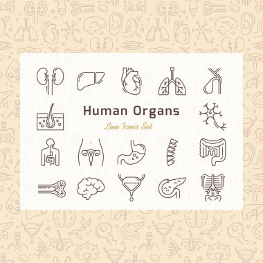 Doğrusal biçimde izole edilmiş iç insan organlarının vektör simgeleri kümesi.