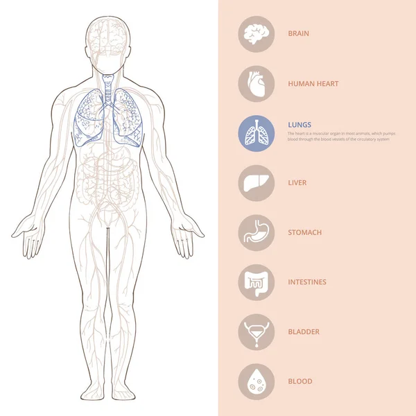 Anatomie des menschlichen Körpers Infografik über die Struktur menschlicher Organe. — Stockvektor