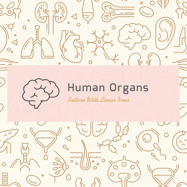 Modèle vectoriel sans couture des icônes internes des organes humains dans un style linéaire — Image vectorielle