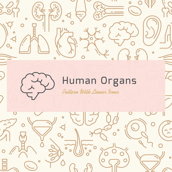 Seamless vector pattern of internal human organs icons in linear style — Stock Vector