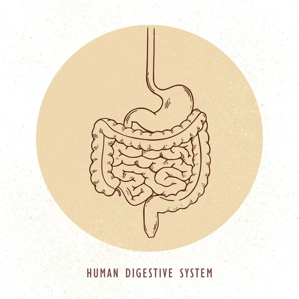 Illustration vectorielle du système digestif humain dessinée à la main . — Image vectorielle