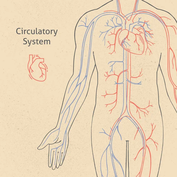 Ilustración vectorial del sistema circulatorio humano dibujado en estilo retro . — Archivo Imágenes Vectoriales