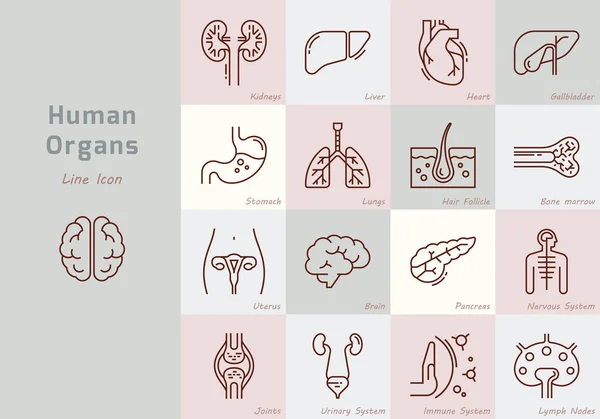 Grand ensemble d'icônes vectorielles linéaires d'organes humains avec signatures . — Image vectorielle