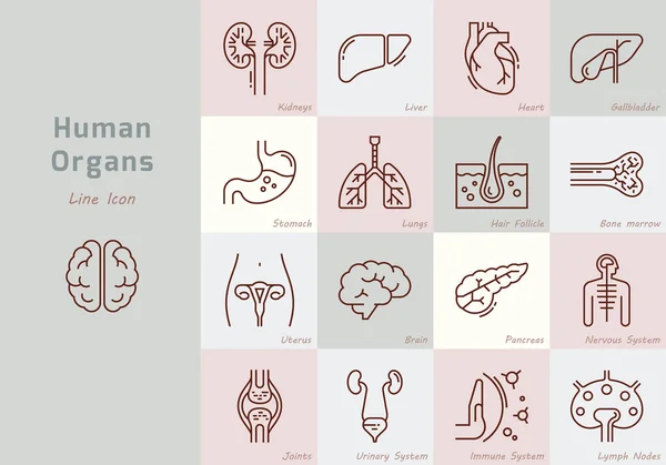 Grande conjunto de ícones vetoriais lineares de órgãos humanos com assinaturas . —  Vetores de Stock