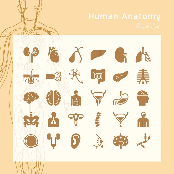 Ensemble d'icônes vectorielles d'organes humains internes dans un style linéaire isolé . — Image vectorielle