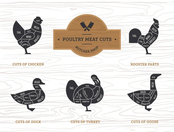 Vektor diagram vágott hasított csirke, pulyka, liba, kacsa. — Stock Vector
