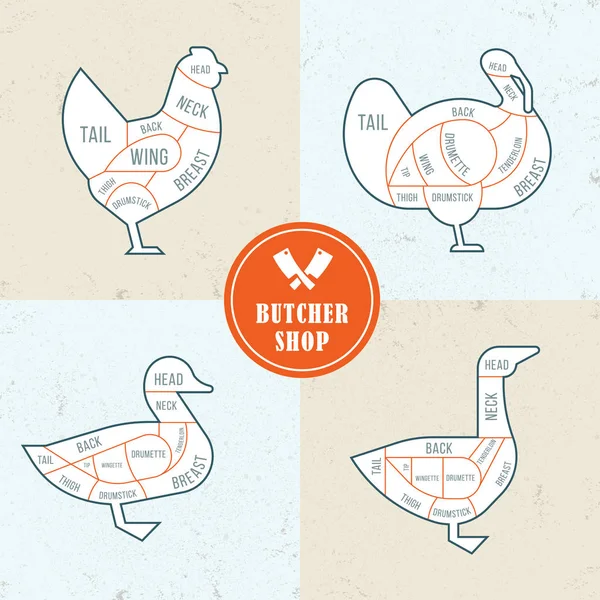 Ilustración Vectorial Del Corte Aves Corral Consistente Cuatro Ilustraciones Diferentes — Archivo Imágenes Vectoriales