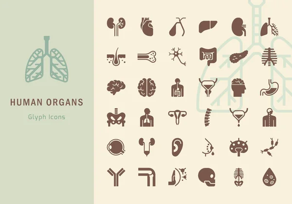 Grande conjunto de ícones vetoriais lineares de órgãos humanos com assinaturas . — Vetor de Stock