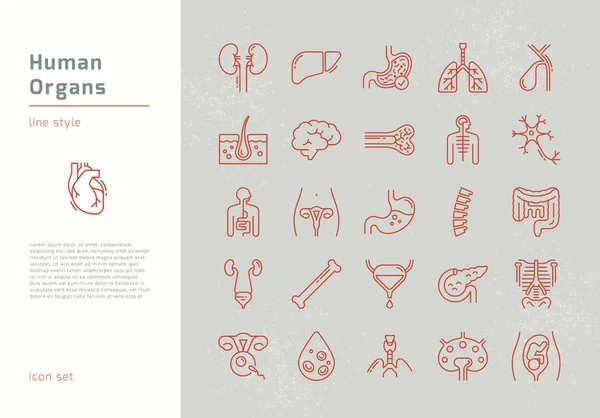 Large set of linear vector icons of human organs with signatures. — Stock Vector
