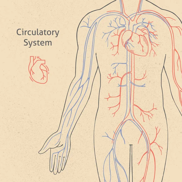 Plantilla de banner vectorial con sistema circulatorio humano dibujado en estilo retro con fondo . — Archivo Imágenes Vectoriales