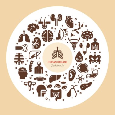 İnsan organları ve iskeletinin doğrusal vektör simgelerinin dairesel şablonu.