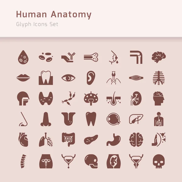 Set vectoriconen van inwendige menselijke organen in een lineaire stijl geïsoleerd. — Stockvector
